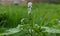 Heliotropium indicum or Indian heliotrope flowering weed plant.