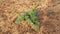 Heliotropium indicum plants.