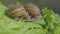 Helix Aspersa Muller in on a green background in the grass. Growing snails. Snail farm. Helix Aspersa Maxima close up on