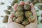 Helix aspersa snails at a snail farm in a farmers hand