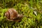 Helix pomatia is also a Roman or grape snail, a Burgundy snail in nature in green moss. Edible snail