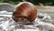 Helix pomatia also Roman snail