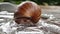 Helix pomatia also Roman snail