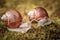 Helix pomatia also Roman snail, Burgundy snail