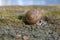 Helix pomatia big land snail on tree bark, brown shell with relaxing animal inside