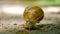 Helix pomatia big Roman snail macro front view