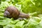 Helix pomatia, Burgundy snail