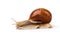 Helix pomatia, burgundy snail, Roman snail, edible snail
