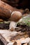 Helix pomatia, common names the Burgundy snail, Roman snail, edible snail crawling on the trunk tree with moss and fungus.