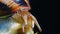 Helix pomatia, common names the Roman snail, Burgundy snail, edible snail or escargot. The snail slowly creeps on a leaf, close-up