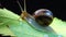 Helix pomatia, common names the Roman snail, Burgundy snail, edible snail or escargot. The snail slowly creeps on a leaf. Fauna of