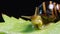 Helix pomatia, common names the Roman snail, Burgundy snail, edible snail or escargot. The snail slowly creeps on a leaf. Fauna of