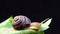 Helix pomatia, common names the Roman snail, Burgundy snail, edible snail or escargot. The snail slowly creeps on a leaf. Fauna of