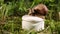 Helix pomatia crawls on a jar with a cosmetic cream for face skin.