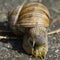 Helix pomatia eating dandelion