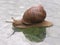 Helix pomatia edible snail on a glass table