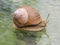 Helix pomatia edible snail on a glass table