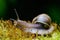 (Helix pomatia) edible snail macro