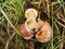 Helix pomatia edible snail, three wild edible snails on grass