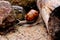 Helix pomatia gliding over the log