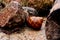 Helix pomatia gliding over the log