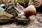 Helix pomatia gliding on the stones