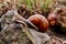 Helix pomatia gliding on the stones