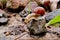 Helix pomatia gliding on the stones