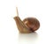 Helix pomatia.Grape snail.