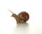 Helix pomatia.Grape snail.