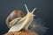 Helix pomatia. grape snail on a coconut on a dark background. mollusc and invertebrate. gourmet protein meat food