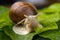 Helix pomatia. grape snail eats green leaves. mollusc and invertebrate. delicacy meat and gourmet food