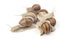 Helix pomatia. grape snail on a white background. mollusc and invertebrate. gourmet protein meat food. communication of the