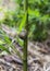 Helix pomatia on a green reed