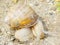 Helix pomatia, known also as a Roman/Burgundian snail, an edible snail and an escargot. Terrestrial mollusc from gastropods