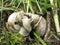 Helix pomatia mating