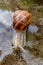 Helix pomatia, Roman snail, Burgundy snail, edible snail or escargot