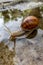 Helix pomatia, Roman snail, Burgundy snail, edible snail or escargot