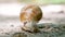 Helix pomatia Roman snail macro front view cinematic 4k UHD