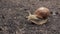 Helix Pomatia or Roman snail slowly looking around