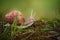 The Helix pomatia snail crawls