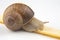 Helix pomatia. snail eats a banana. delicacy meat and gourmet food