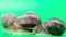 Helix pomatia snails stretch their antennae sitting on a green background.