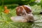 Helix pomatia on wet maple leaves. Snail on a forest path in the forest