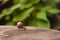 Helix pomatia on wooden background, Garden small Snail animal life in nature. Selective focus.