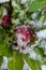 Hellborus blossoming from snow in the garden