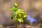 Hellebore, Christmas rose, Helleborus odorus, first spring flowers in the woods
