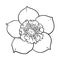 Hellebore, Christmas rose single flower, top view