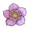 Hellebore, Christmas rose single purple flower, top view