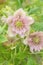 Hellebore Double Ellen Spotted Pink